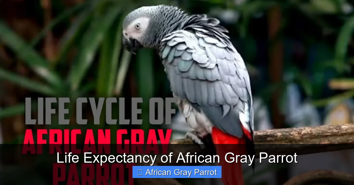 Life Expectancy of African Gray Parrot