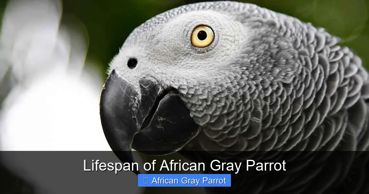 Lifespan of African Gray Parrot