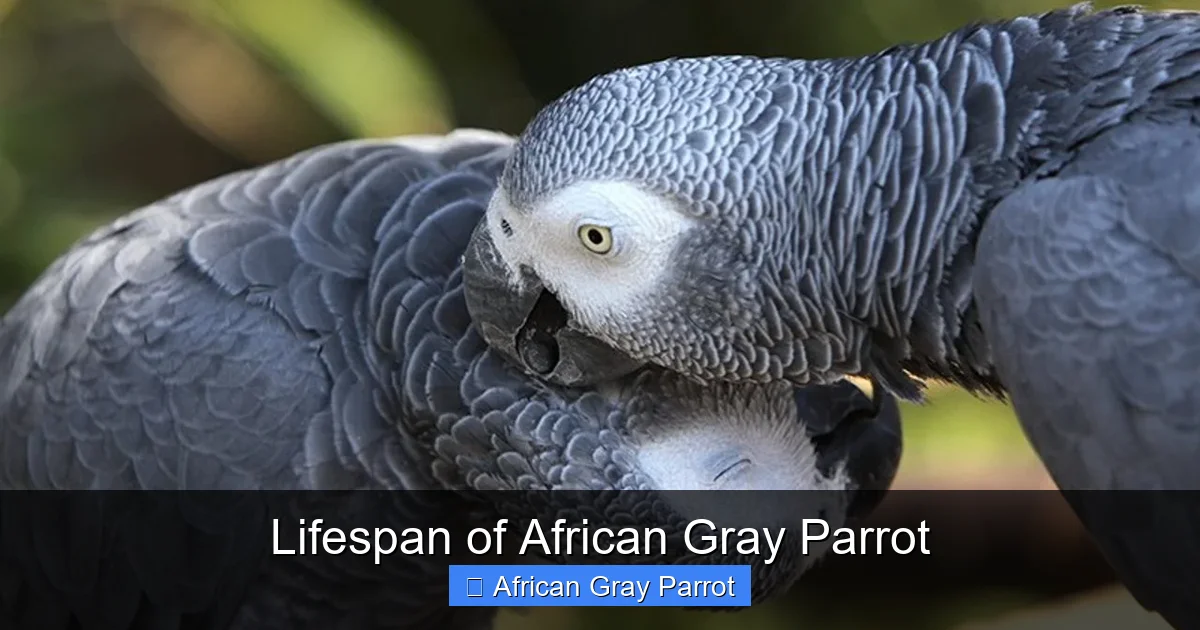 Lifespan of African Gray Parrot