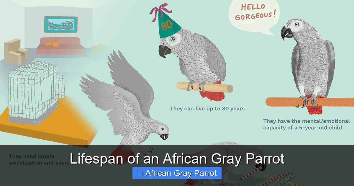 Lifespan of an African Gray Parrot