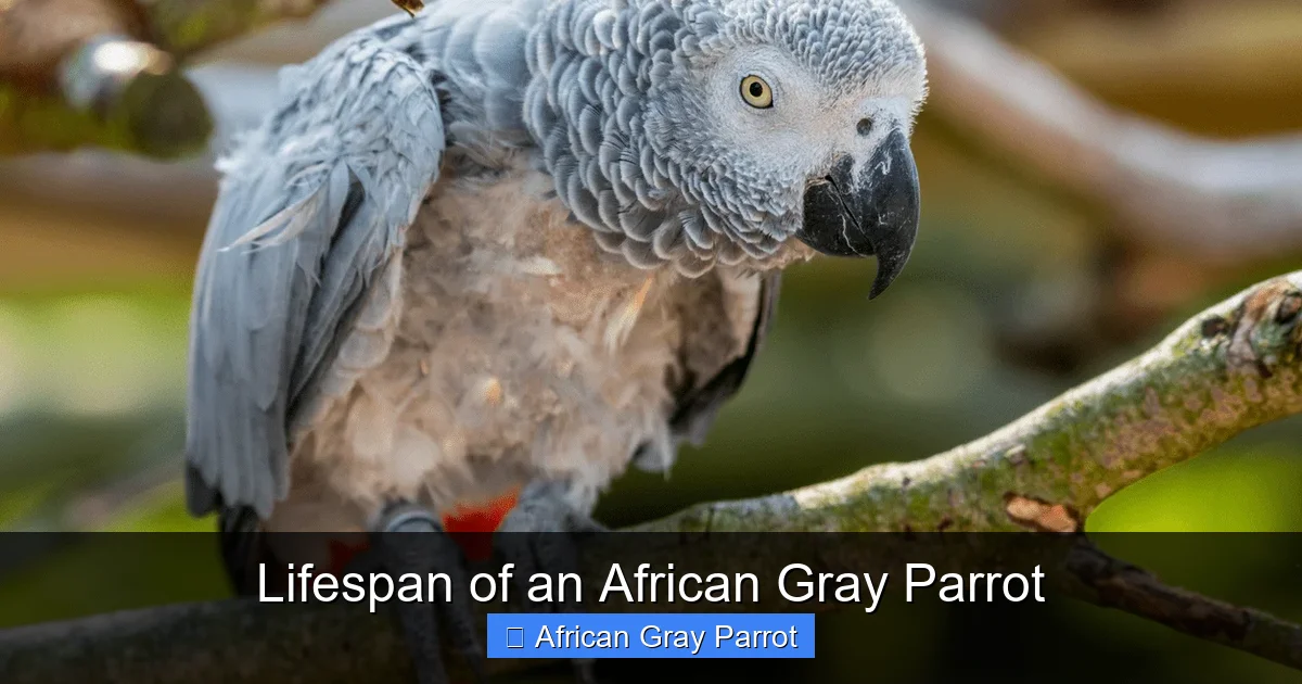 Lifespan of an African Gray Parrot