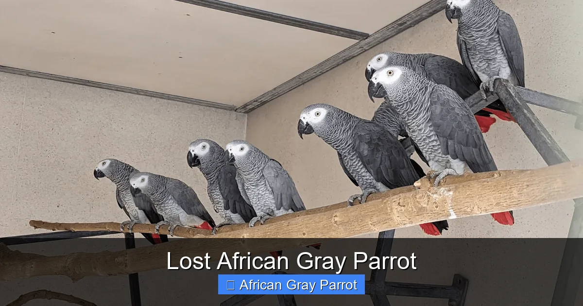 Lost African Gray Parrot
