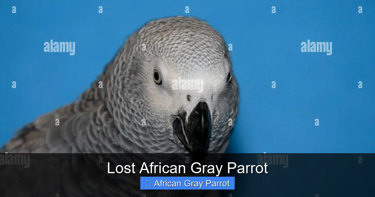 Lost African Gray Parrot