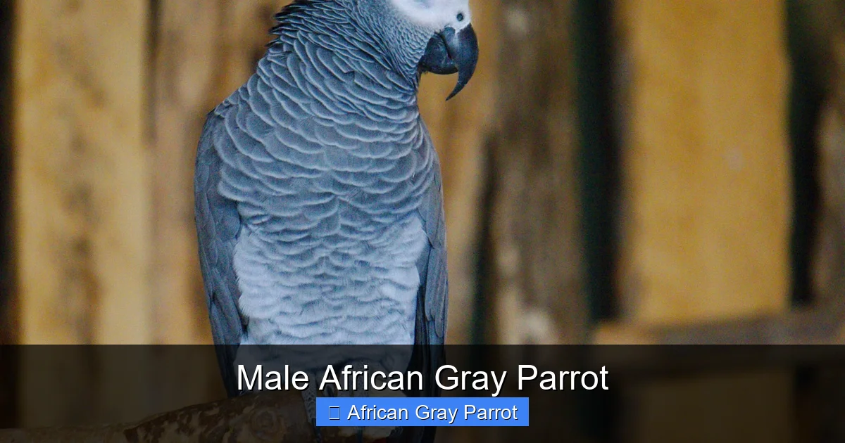 Male African Gray Parrot
