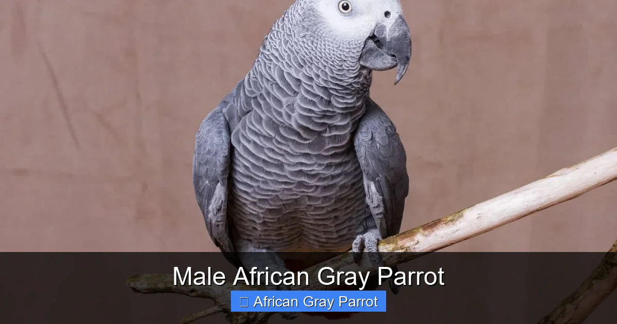 Male African Gray Parrot