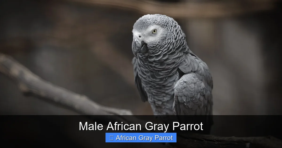Male African Gray Parrot