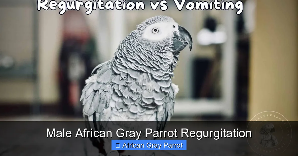 Male African Gray Parrot Regurgitation