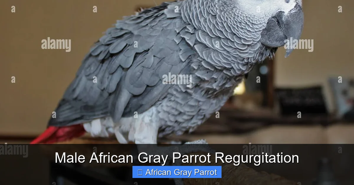 Male African Gray Parrot Regurgitation