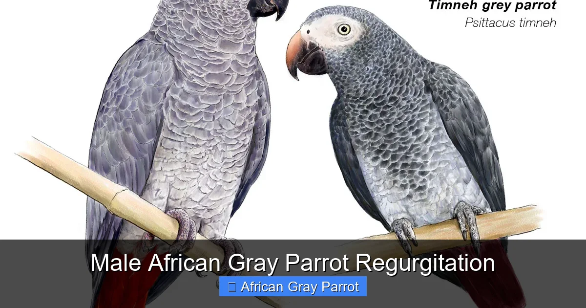 Male African Gray Parrot Regurgitation