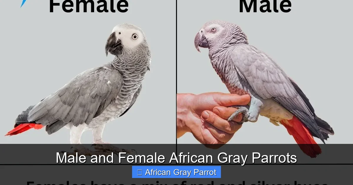 Male and Female African Gray Parrots