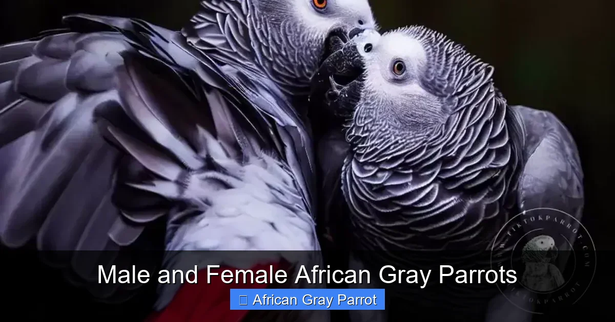 Male and Female African Gray Parrots