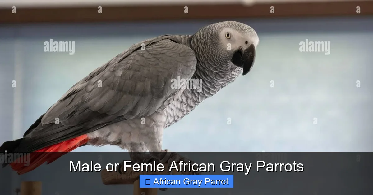 Male or Femle African Gray Parrots