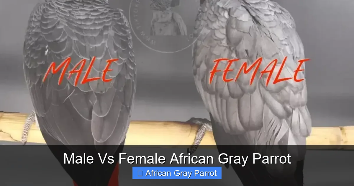 Male Vs Female African Gray Parrot