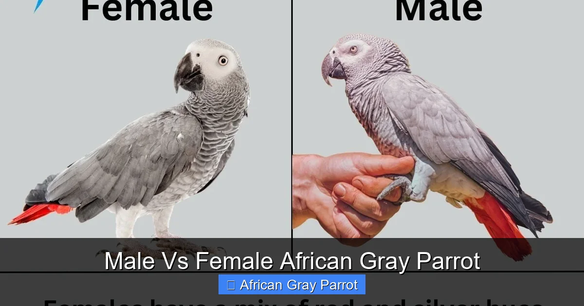 Male Vs Female African Gray Parrot