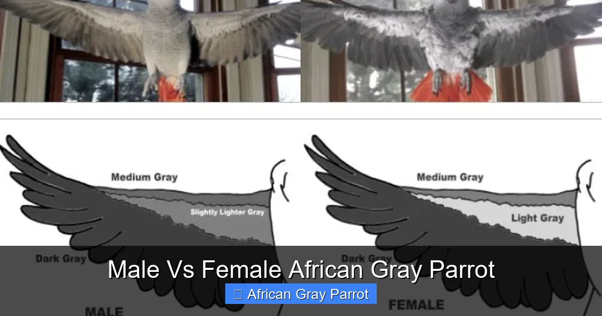 Male Vs Female African Gray Parrot