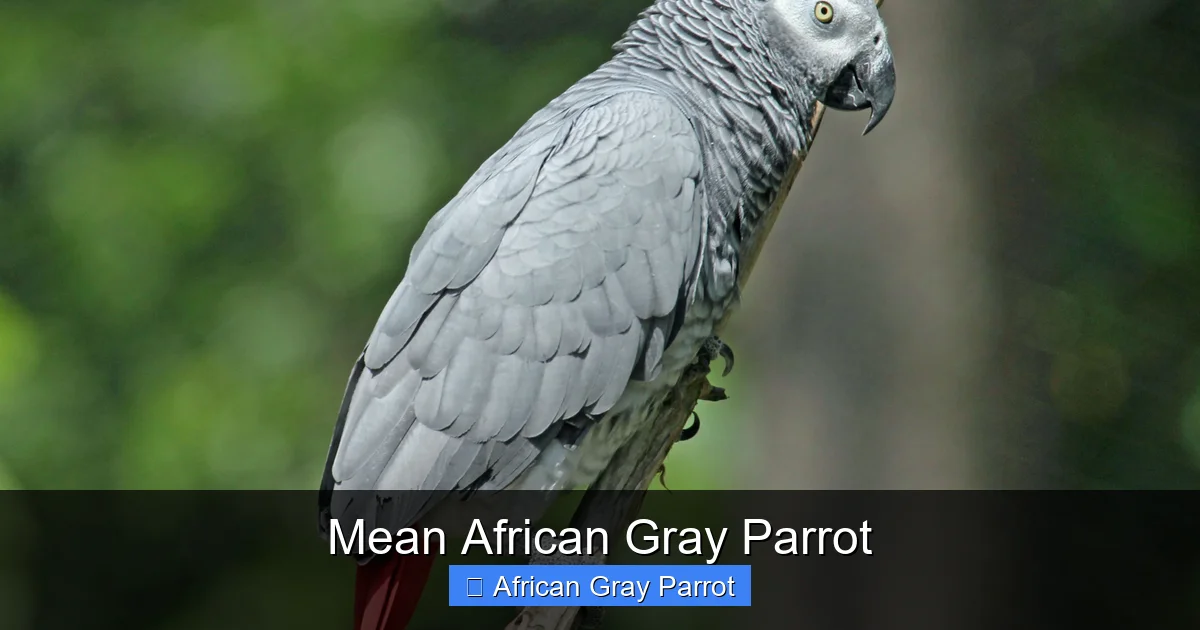 Mean African Gray Parrot