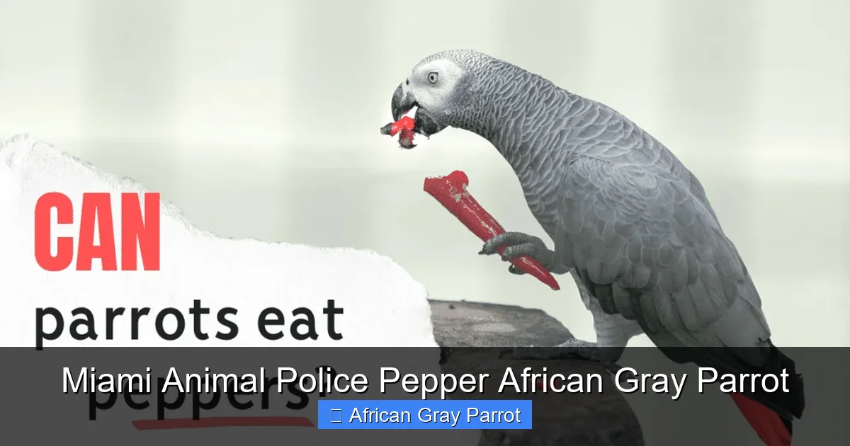 Miami Animal Police Pepper African Gray Parrot