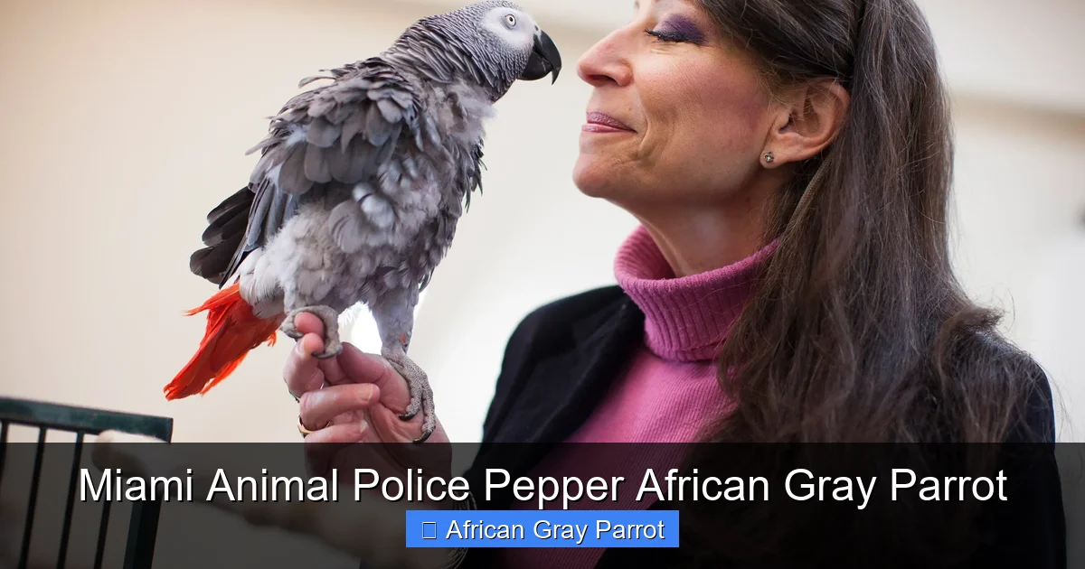 Miami Animal Police Pepper African Gray Parrot