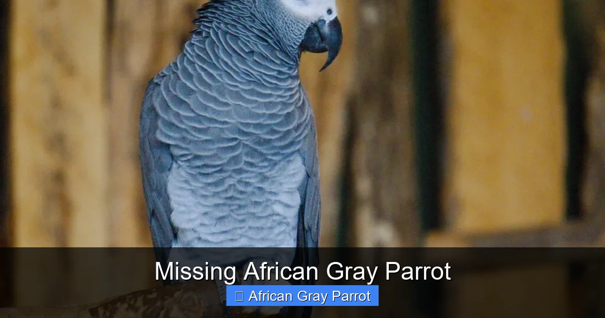 Missing African Gray Parrot