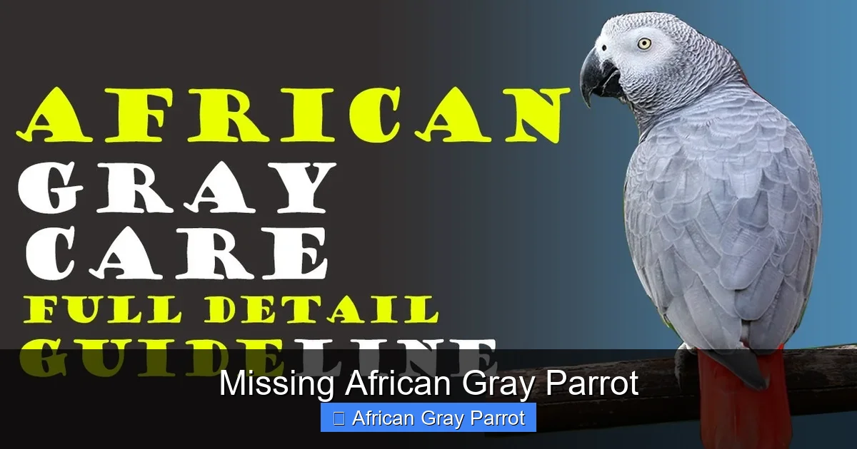 Missing African Gray Parrot