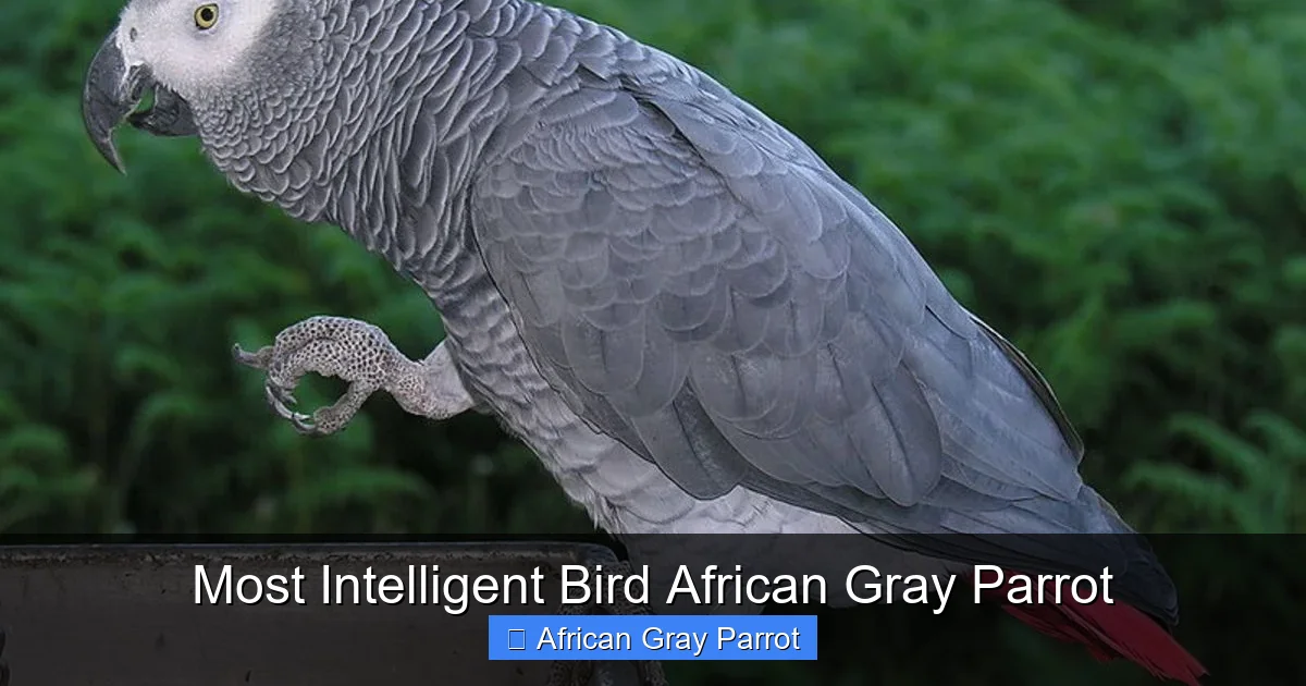 Most Intelligent Bird African Gray Parrot