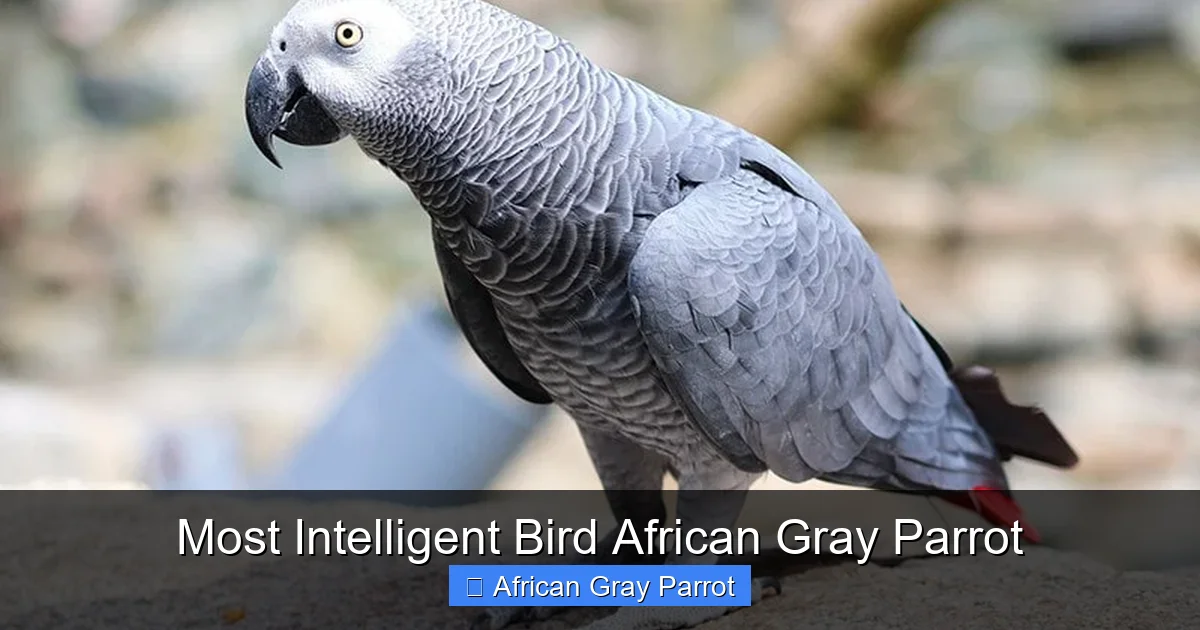 Most Intelligent Bird African Gray Parrot