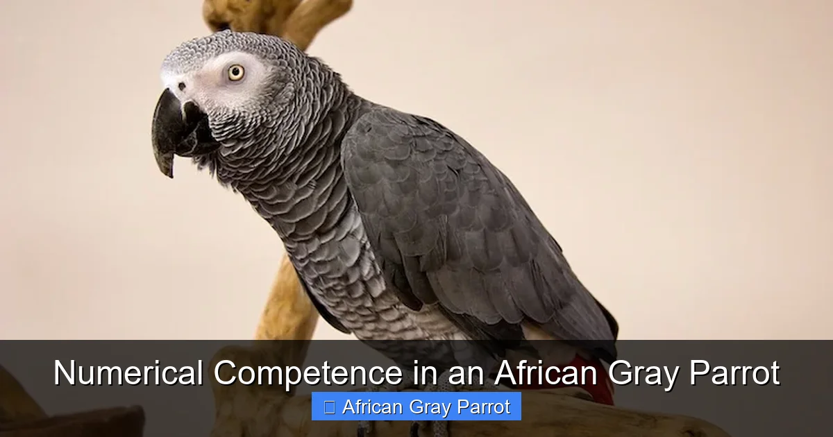 Numerical Competence in an African Gray Parrot