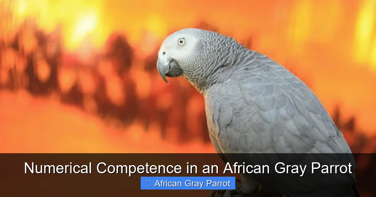 Numerical Competence in an African Gray Parrot