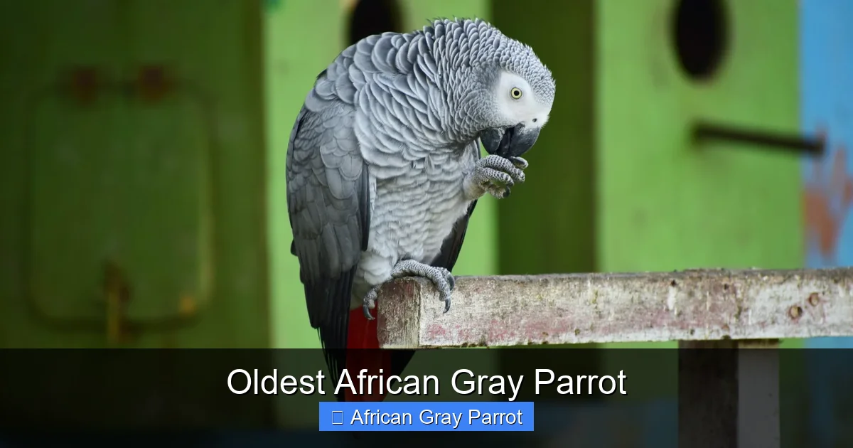 Oldest African Gray Parrot