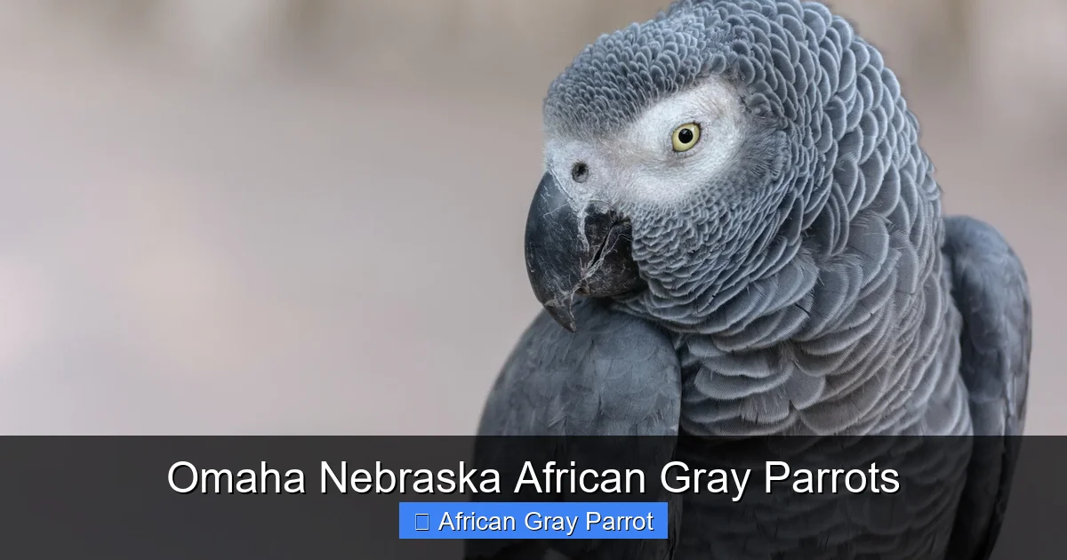 Omaha Nebraska African Gray Parrots
