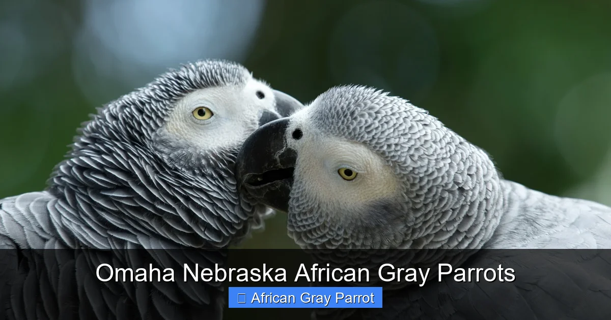 Omaha Nebraska African Gray Parrots