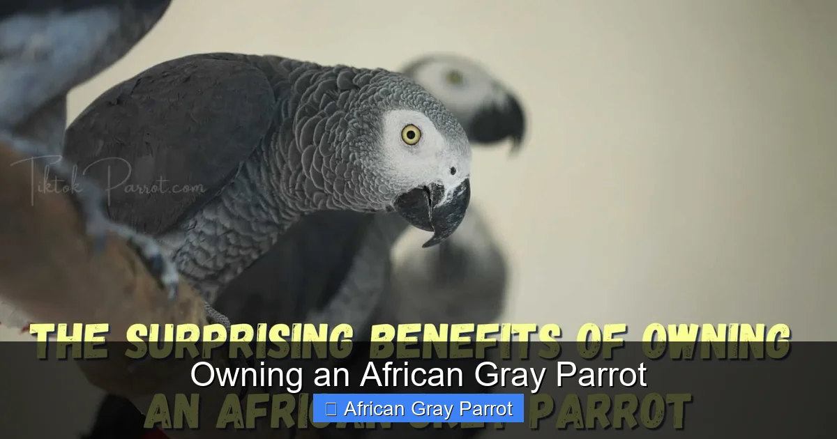 Owning an African Gray Parrot