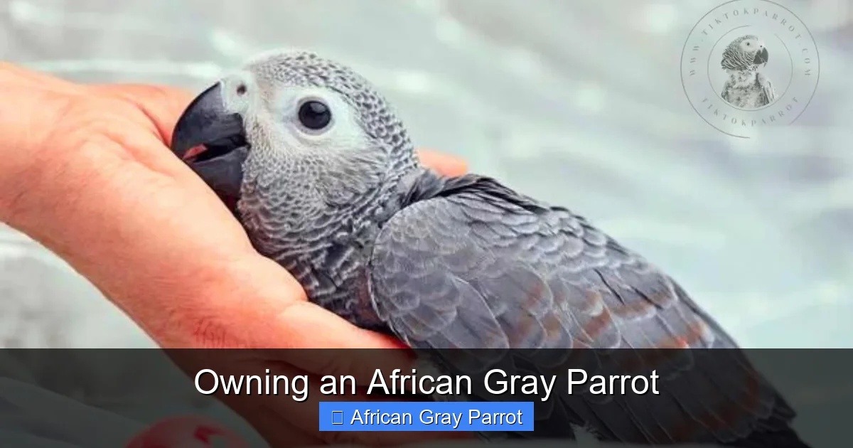 Owning an African Gray Parrot