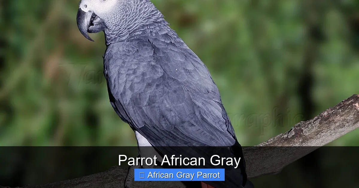 Parrot African Gray