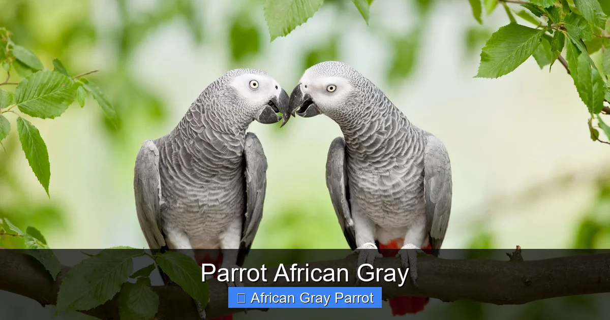 Parrot African Gray