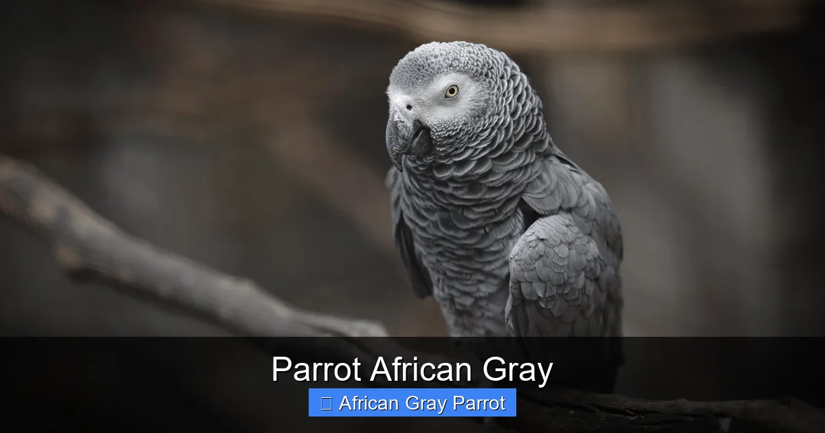 Parrot African Gray
