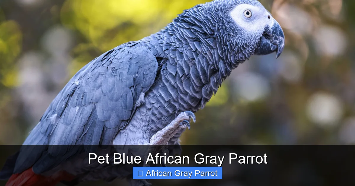 Pet Blue African Gray Parrot