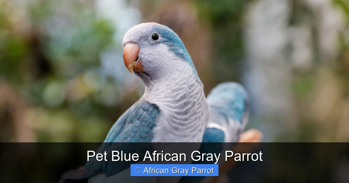 Pet Blue African Gray Parrot
