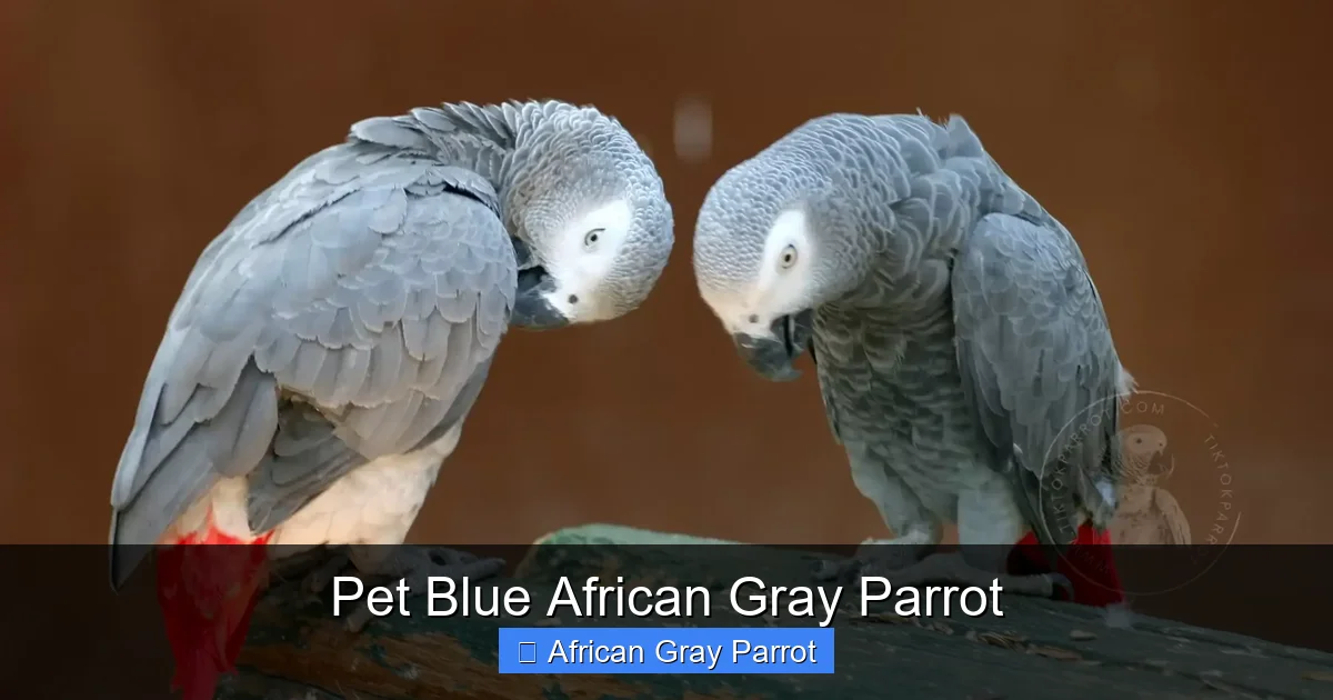 Pet Blue African Gray Parrot