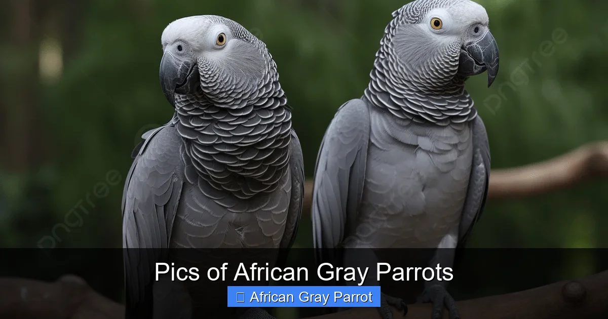 Pics of African Gray Parrots