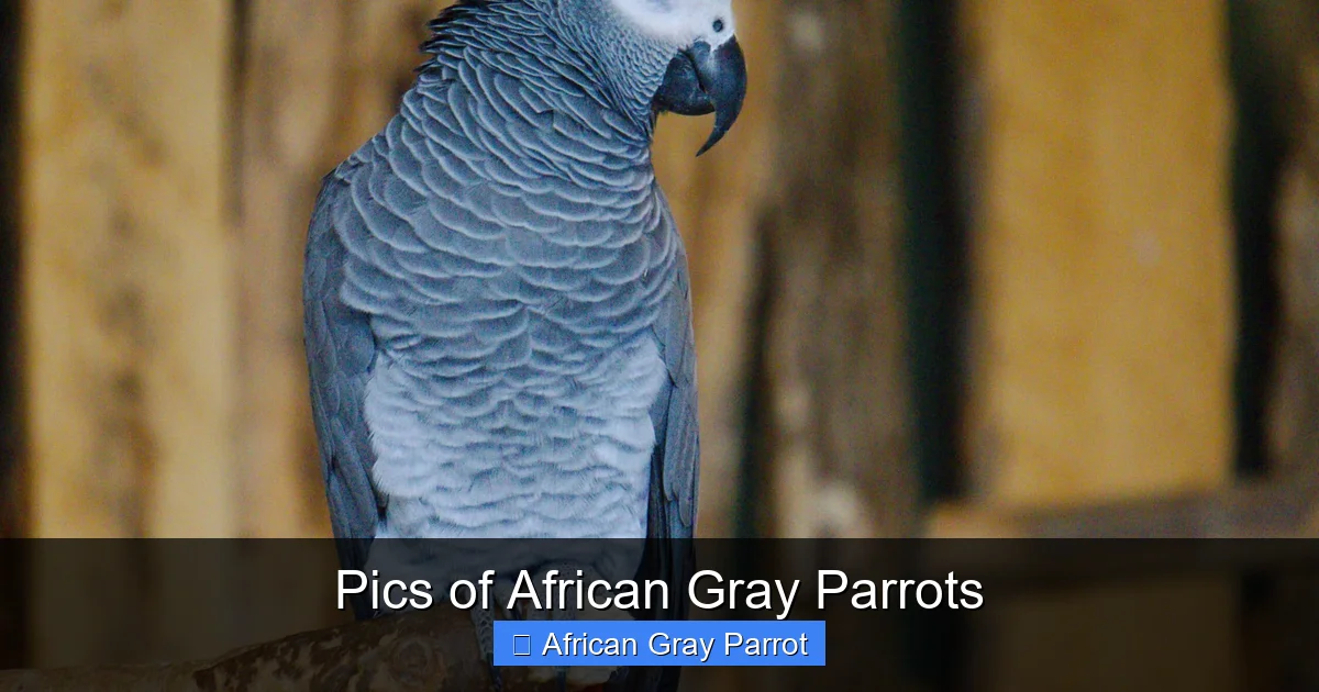Pics of African Gray Parrots