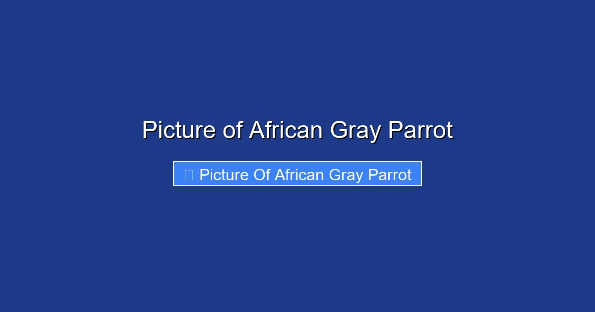 Picture of African Gray Parrot
