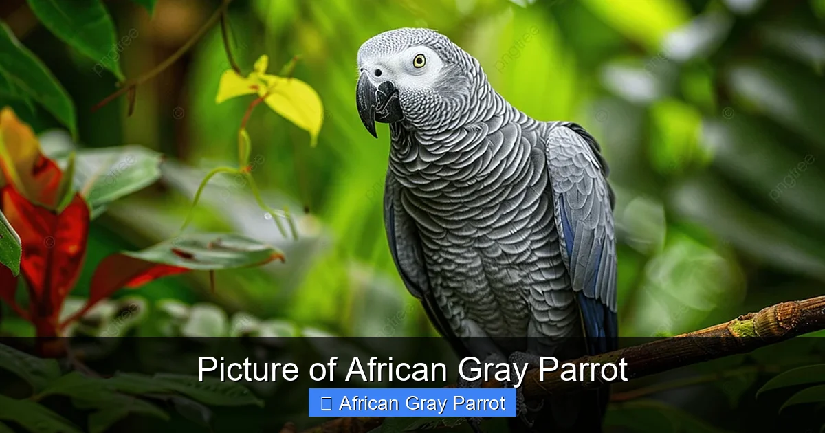 Picture of African Gray Parrot