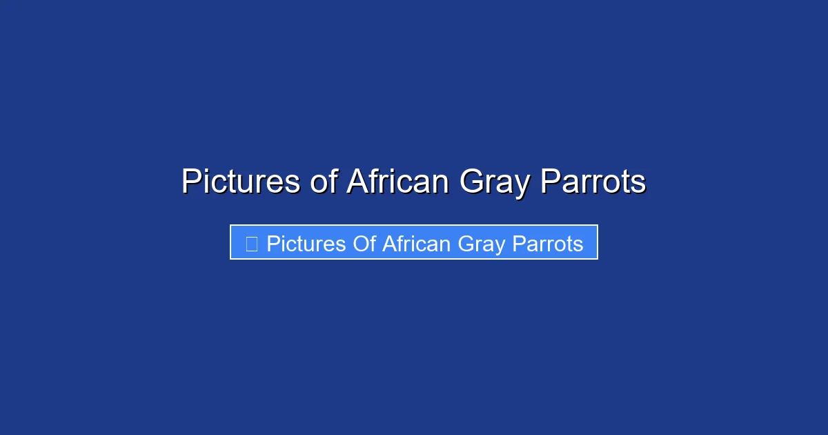 Pictures of African Gray Parrots