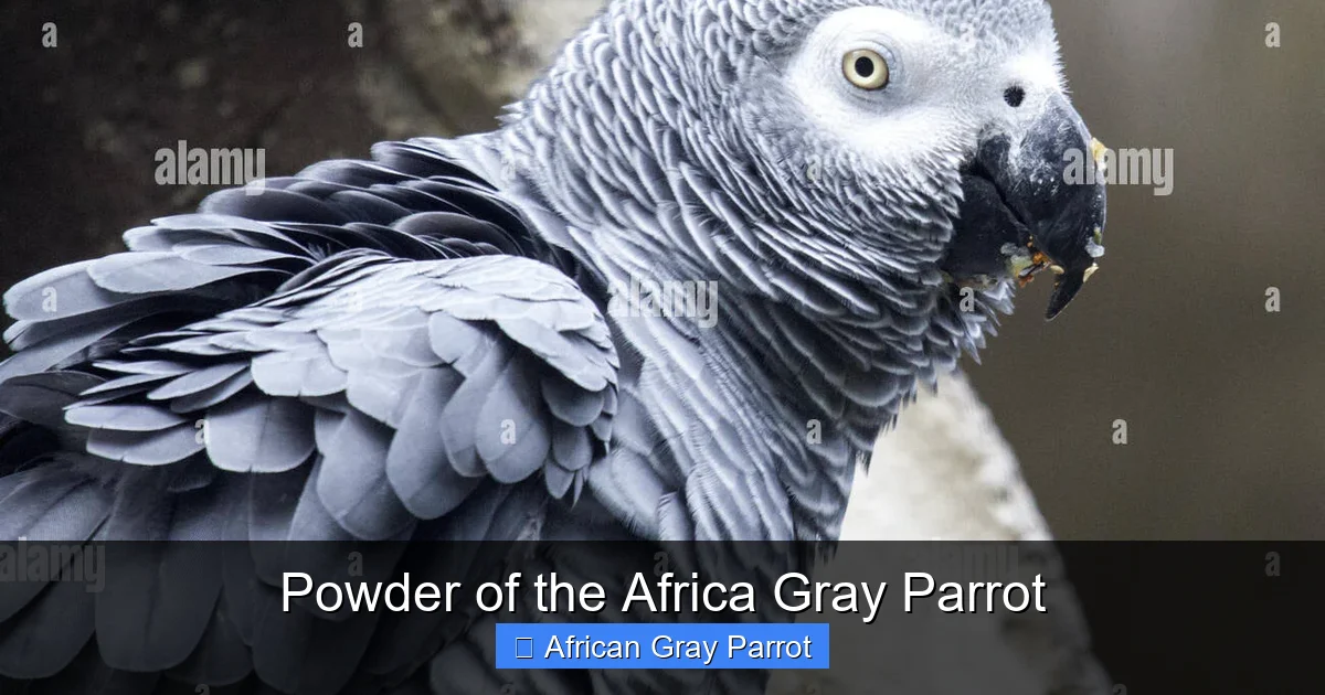 Powder of the Africa Gray Parrot