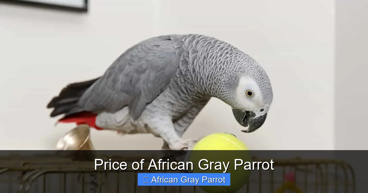 Price of African Gray Parrot