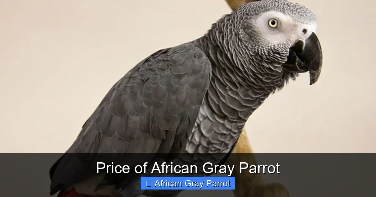 Price of African Gray Parrot