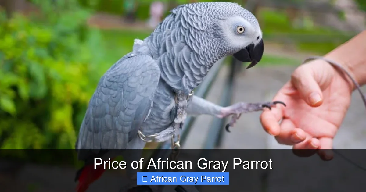 Price of African Gray Parrot