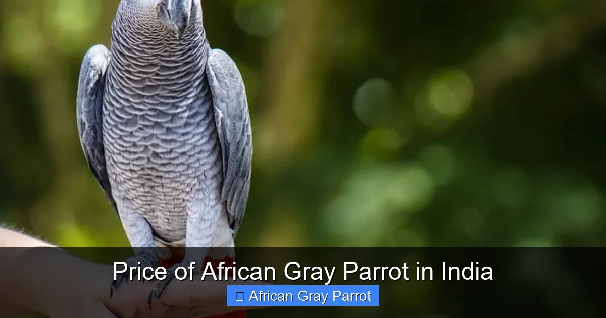 Price of African Gray Parrot in India