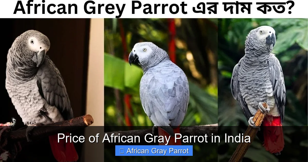Price of African Gray Parrot in India